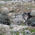 Kaçırılan DEDAŞ işçileri hakkında flaş gelişme! Kaçırılan DEDAŞ işçileri hakkında flaş gelişme!