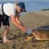 Karaya çıkan caretta caretta köpeklerin saldırısına uğradı Karaya çıkan caretta caretta köpeklerin saldırısına uğradı