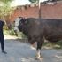 1,5 tonluk Cemil, 45 bin liradan satışa çıkarıldı 1,5 tonluk Cemil, 45 bin liradan satışa çıkarıldı