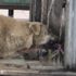 Musluktan su içen köpek ilgi odağı oldu Musluktan su içen köpek ilgi odağı oldu