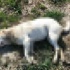 Urla'da 11 sokak kedisi ve köpeği zehirlenerek telef oldu