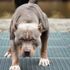 Çocukları en çok ısıran köpek pitbull Çocukları en çok ısıran köpek pitbull