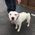 Köpeğini terk eden adam güvenlik kamerasına yakalandı Köpeğini terk eden adam güvenlik kamerasına yakalandı