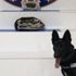 Uyuşturucuyu Narkotik köpeği Alfi buldu