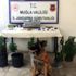 Esrar üretmek için ev kiralamışlar Esrar üretmek için ev kiralamışlar