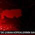 KADIKÖY DE ÇOBAN KÖPEKLERİNİN SAHİL KEYFİ