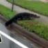 Florida’da timsahlar sokaklara indi