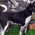 Zerdava köpeğinin korunması amaçlanıyor Zerdava köpeğinin korunması amaçlanıyor