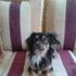 Kaybolan ve özel halk otobüsüne binen köpeğini arıyor Kaybolan ve özel halk otobüsüne binen köpeğini arıyor