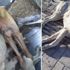 Tam bir vicdansızlık! 10 köpek bu halde bulundu Tam bir vicdansızlık! 10 köpek bu halde bulundu