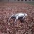 Havada ters takla atabilen ilk dört bacaklı robot: 'Mini Çita '