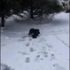 Köpek, kediyi donmaktan kurtardı
