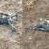 PKK terör örgütünün bomba yüklü İHA'sı düşürüldü