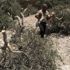 Yahudi yerleşimciler Filistinli çiftçinin zeytin fidanlarını söktü Yahudi yerleşimciler Filistinli çiftçinin zeytin fidanlarını söktü