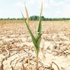 Türkiye çölleşiyor