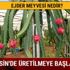 Ejder meyvesi nasıl yetişir? Ejder meyvesi nedir, ejder meyvesi 2019 fiyatı ne kadar?