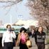 Japonya da sakura coşkusuna korona virüsü engeli