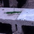 Duvara İşeyen Adamların Başına Gelmeyen Kalmadı Duvara İşeyen Adamların Başına Gelmeyen Kalmadı
