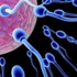 Kısırlığa karşı yapay sperm üretildi Kısırlığa karşı yapay sperm üretildi