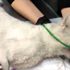 Rusya da dişleri sökülen kedi tedavi altına alındı Rusya da dişleri sökülen kedi tedavi altına alındı