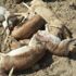 Köpeklerin saldırısına uğrayan ceylanlar telef oldu