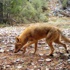 Fethiye'de ilk kez karakulak ve kurt görüntülendi Fethiye'de ilk kez karakulak ve kurt görüntülendi