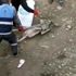 Bulanık'ta köpeğe eziyette 3 belediye çalışanı açığa alındı