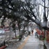 Meteoroloji'den 'ağaç devrilebilir' uyarısı Meteoroloji'den 'ağaç devrilebilir' uyarısı
