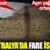 ﻿Avustralya’da fare istilası