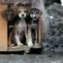 Yavru köpekler taş ocağına terk edildi