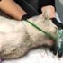 Rusya da dişleri sökülen kedi tedavi altına alındı