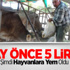 Bir Ay Önce 5 Liraydı Şimdi Hayvanlara Yem Oldu