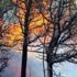 Manisa'da endişelendiren orman yangını