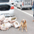 Köpek 78 kilo esrar buldu Köpek 78 kilo esrar buldu