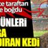 Tribünden aşağıya düşen kedinin mucize şekilde hayatta kalması seyircileri sevince boğdu