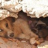 Köpekten Analık Dersi Köpekten Analık Dersi