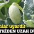 Bu bitki bünyede kalıcı hasar bırakıyor!
