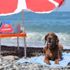 Narkotik köpeği Vuslat emekli oldu Narkotik köpeği Vuslat emekli oldu