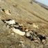 Tokat Zile'de 29 köpek boş arazide baygın bulundu