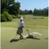 Kuğu golfçüyü kovaladı Kuğu golfçüyü kovaladı