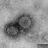 Korona virüsün şiddetini artırıyor. Dikkat çeken araştırma