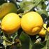 Limonun faydaları nelerdir? Limonun faydaları nelerdir?