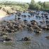 Serengeti Parkı değil Balıkesir Ovası! Mandaların dereyle buluşma anı görsel şölen oluşturuyor Serengeti Parkı değil Balıkesir Ovası! Mandaların dereyle buluşma anı görsel şölen oluşturuyor