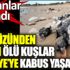 ﻿Gökyüzünden yağan ölü kuşlar Türkiye'ye kabus yaşatacak