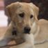 Amerikalı çift 50 bin dolara ölen köpeklerini klonlattı Amerikalı çift 50 bin dolara ölen köpeklerini klonlattı