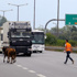 TEM otoyoluna giren inekler trafiği birbirine kattı