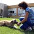 Ölmek üzereyken bulunan köpek tedavi edildi Ölmek üzereyken bulunan köpek tedavi edildi