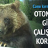 Otomobile girmeye çalışan ayı korkuttu