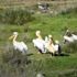 Çanakkale de ak pelikanları görüntüledi