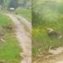 Artvin'de köye inen kurtlar görüntülendi Artvin'de köye inen kurtlar görüntülendi